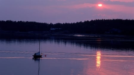 Sunset Fisherman - sky, purple, fisherman, pink, boat, trees, sunset