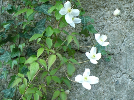 flowers on the wall - lovely, white, bright, nature, beautiful, wall, green, flowers, garden