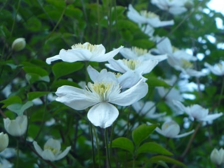 white flowers - white, garden, plants, bloom, beautiful, flowers, nature, green