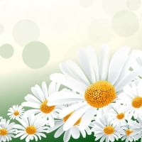 Daisies