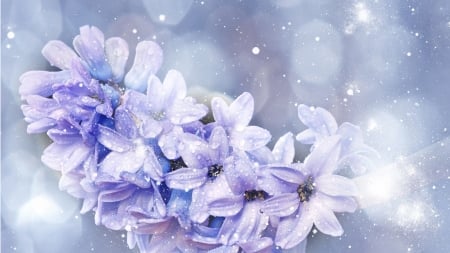 Lilac Flower Splash