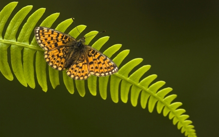 BUTTERFLY - Fern, Insect, Leaf, Wings