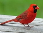 CARDINAL