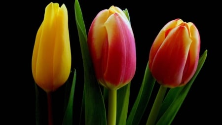 TULIPS - Trio, Leaves, Petals, Colors