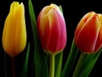 TULIPS