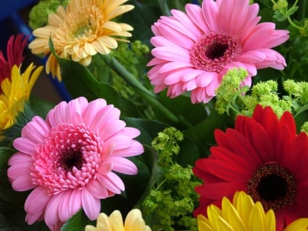 GERBERAS - daisies, leaves, petals, colors