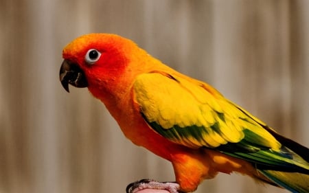 PARROT - wings, colors, feathers, perch