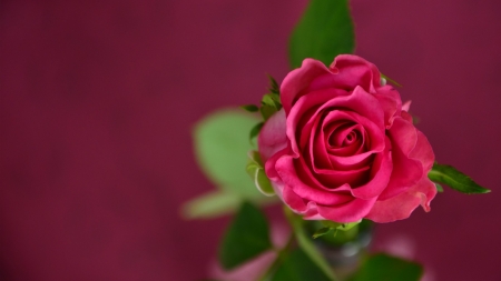 ROSE - leaves, petals, pink, green