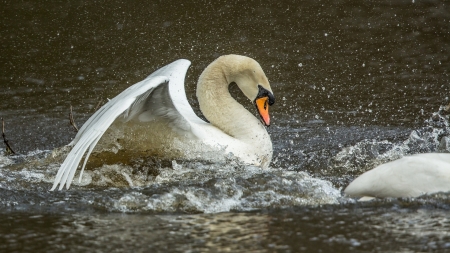 SWAN - wings, water, feathers, splash