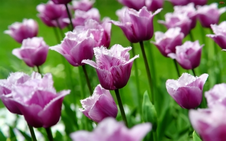 TULIPS - leaves, purple, petals, green