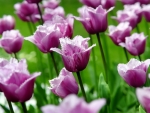 TULIPS