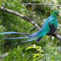 QUETZAL