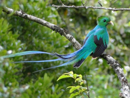 QUETZAL - leaves, wings, branches, feathers