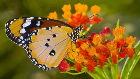 BUTTERFLY - insect, wings, flowers, petals