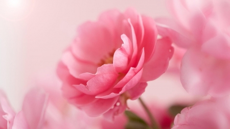 FLOWER - leaves, petals, pink, nature