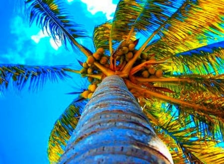 Palm Tree - colorful, tropical, summer, beach