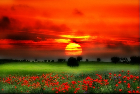 Red Sunset - nature, field, flowers, grass