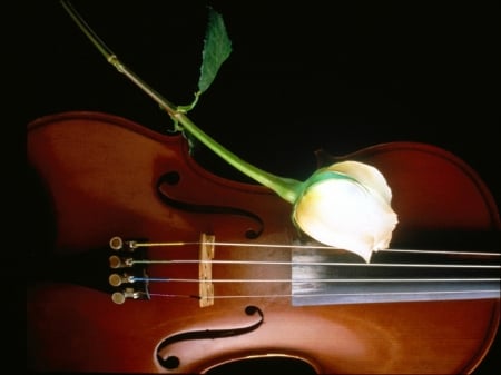 ~Instrument of Beauty~ - music, nature, violin, flower