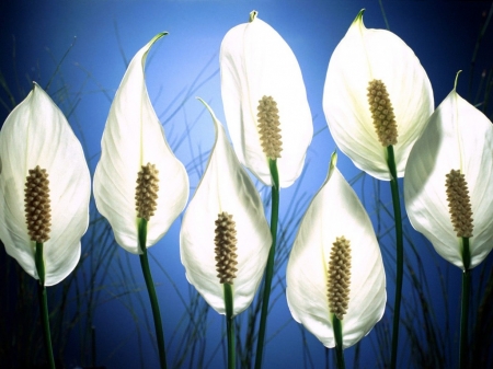 ~Peace~ - white, flower, nature, blue