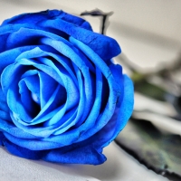 Blue rose