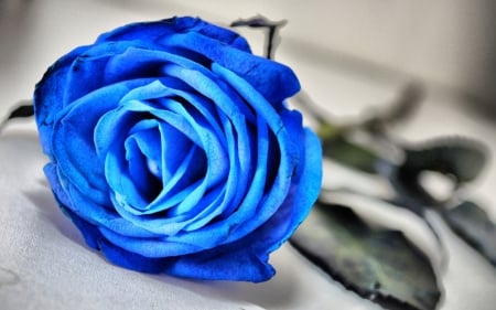 Blue rose - rose, blue rose, flower, vintage