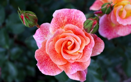 Beautiful Rose - blossom, garden, buds, petals, leaves