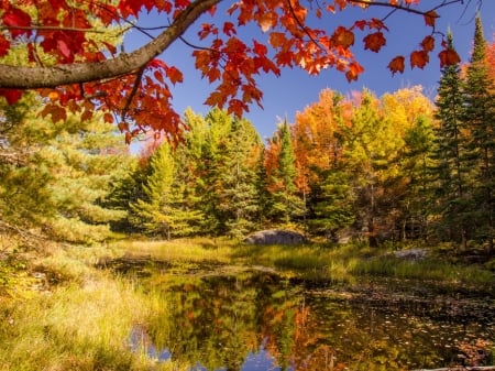 Forest Pond - lake, forest, pond, trees, nature, autumn