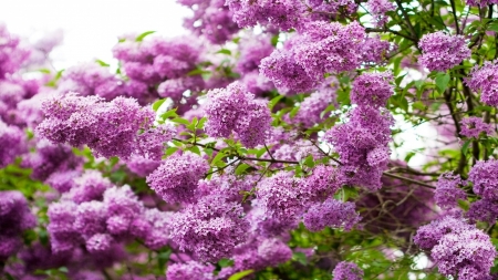 Lilacs - blossoms, garden, bush, spring