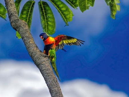 Beautiful Lorikeet - clouds, bird, trees, blue, parrot, lorikeet, leaves, tropics, animal