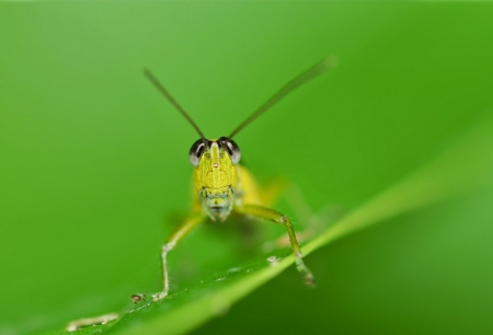 Grasshoper - yellow, funny, green, insect, grasshoper