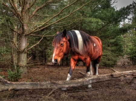 Horse in the Forest - mane, trees, forest, horse, animal, muzzle