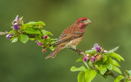 Bird - flower, bird, pink, orange, branch, green