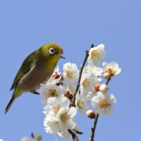 Spring Bird