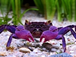 Crab