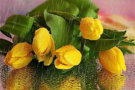 Yellow Wet Tulips - nature, yellow, macro, wet, tulips, flowers