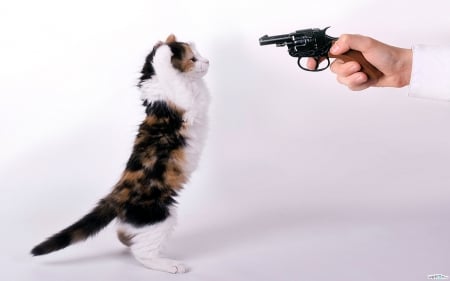 I give up! - animal, pisica, hand, kitten, gun, funny, cute, cat