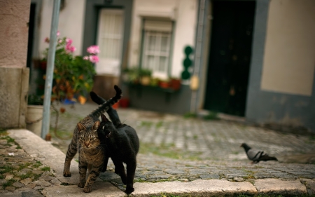 Together. - cats, street, together, two