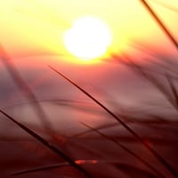 Sunset Grass