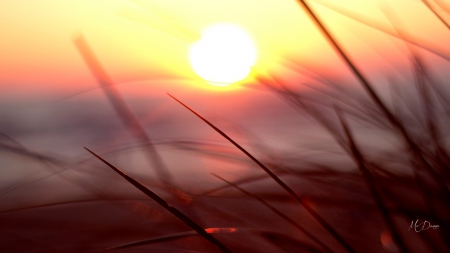 Sunset Grass - sky, field, firefox persona theme, sunset, grass