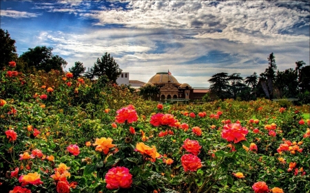 Flower Garden - clouds, roses, blossoms, colors, sky