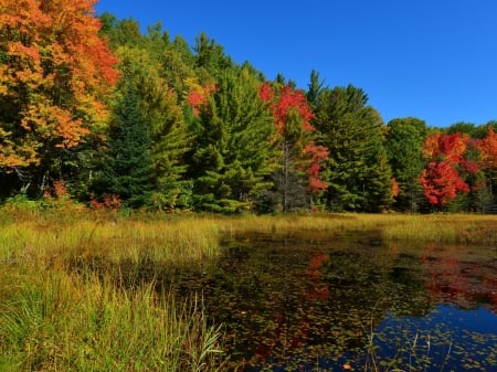 Autumn Forest - trees, nature, pond, autumn, grass, forest, sky