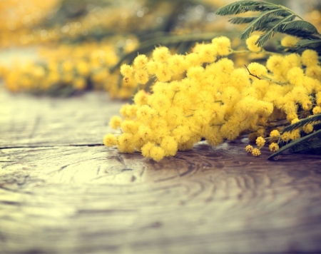 ♥ - flowers, delicate, yellow, soft