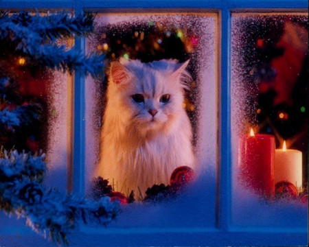 Waiting For Santa - candles, white, yellow, window, artwork, looking, decorations, pine cones, tree, ornaments, ice, cat, winter, christmas, red, blue, snow, lights