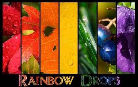 Rainbow Drops - blueberries, water, drops, stem, flower, leaves, colorful, rainbow, rain