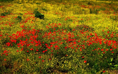 Only for nature lover  red and yellow. - nature, lover, yellow, red