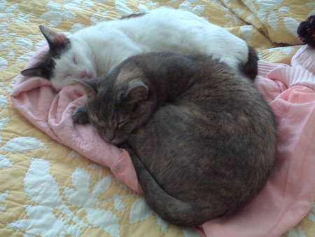 Slumbering Cats