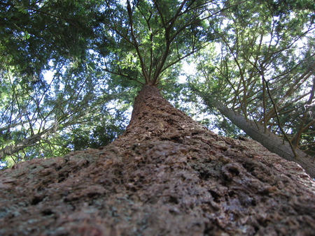 Tree - old tree, tree