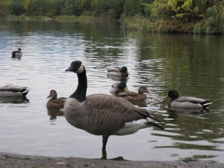 Canadian Goose - goose, canadian goose