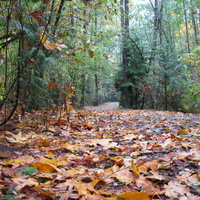 Fall in Forest 