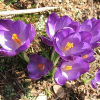 Purple Flower in Winter